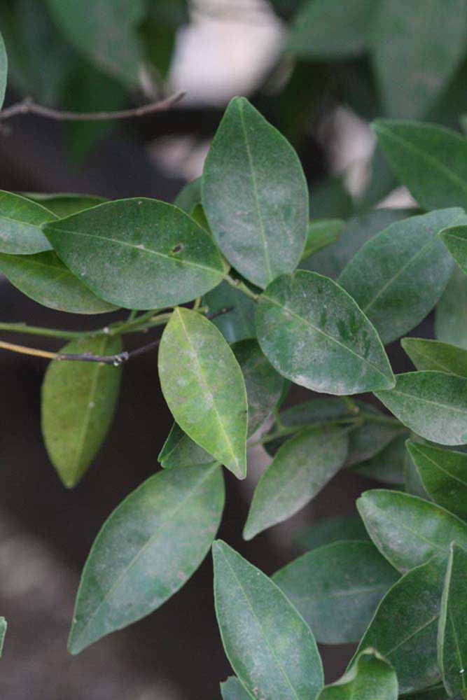              Shade leaves (Riverside, CA)       